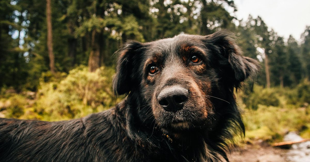 愛犬の春疲れと集中力低下に。松の葉エッセンシャルオイルの1,8-シネオールが脳機能をサポートする科学的根拠｜アロマ拡散の安全な使い方