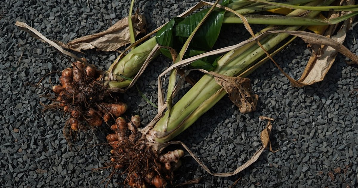 20代女性の春の免疫リセットに。グァバとターメリックで気温変動の時期を整える朝の一杯