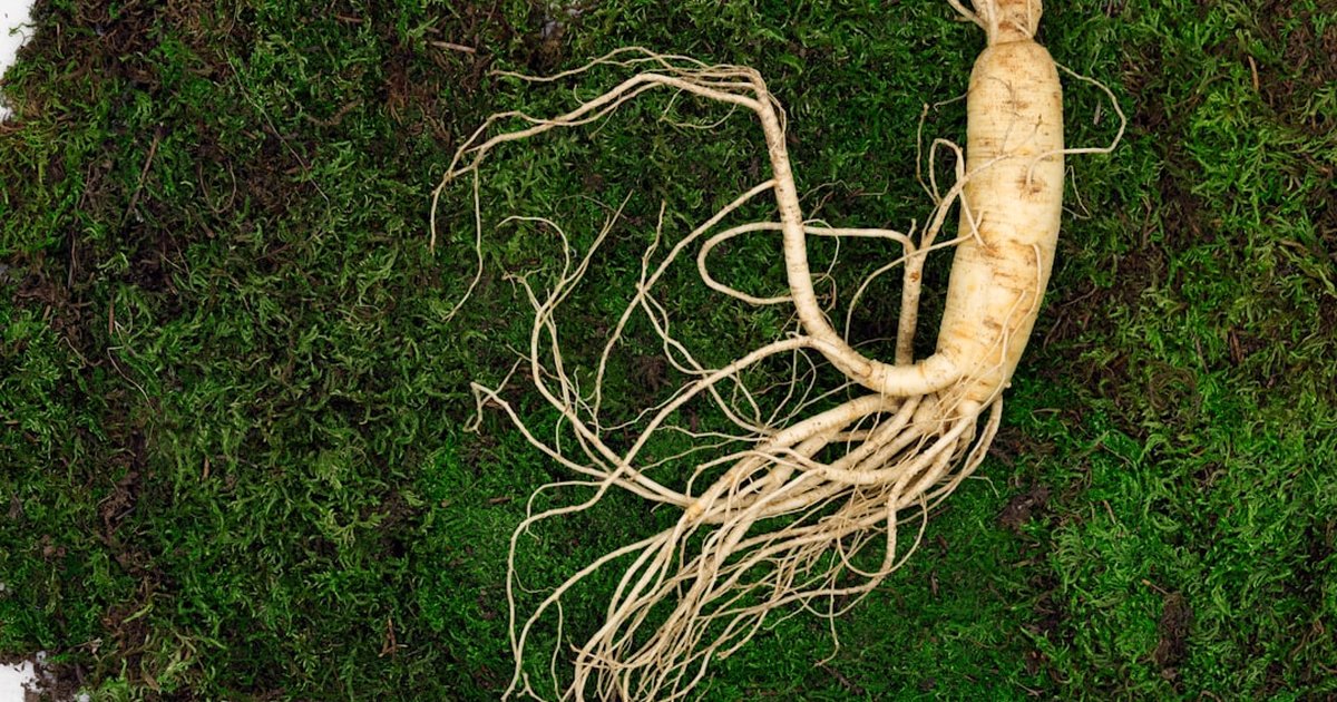 高麗人参とは？東アジアで2000年以上愛される『人参の王様』の成分・産地・使い方の全体像