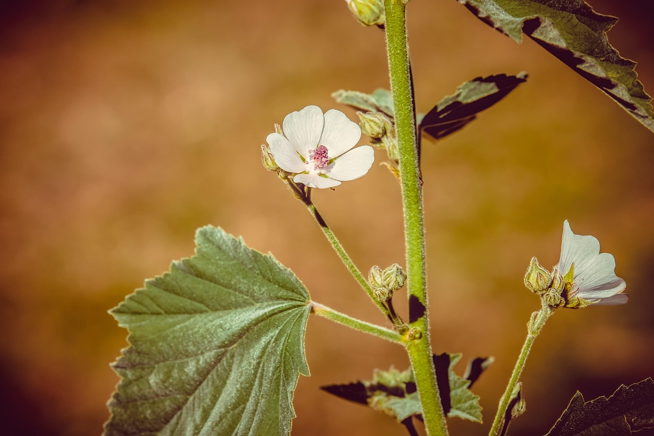 Althaea officinalis（マーシュマロウルート）の白い花