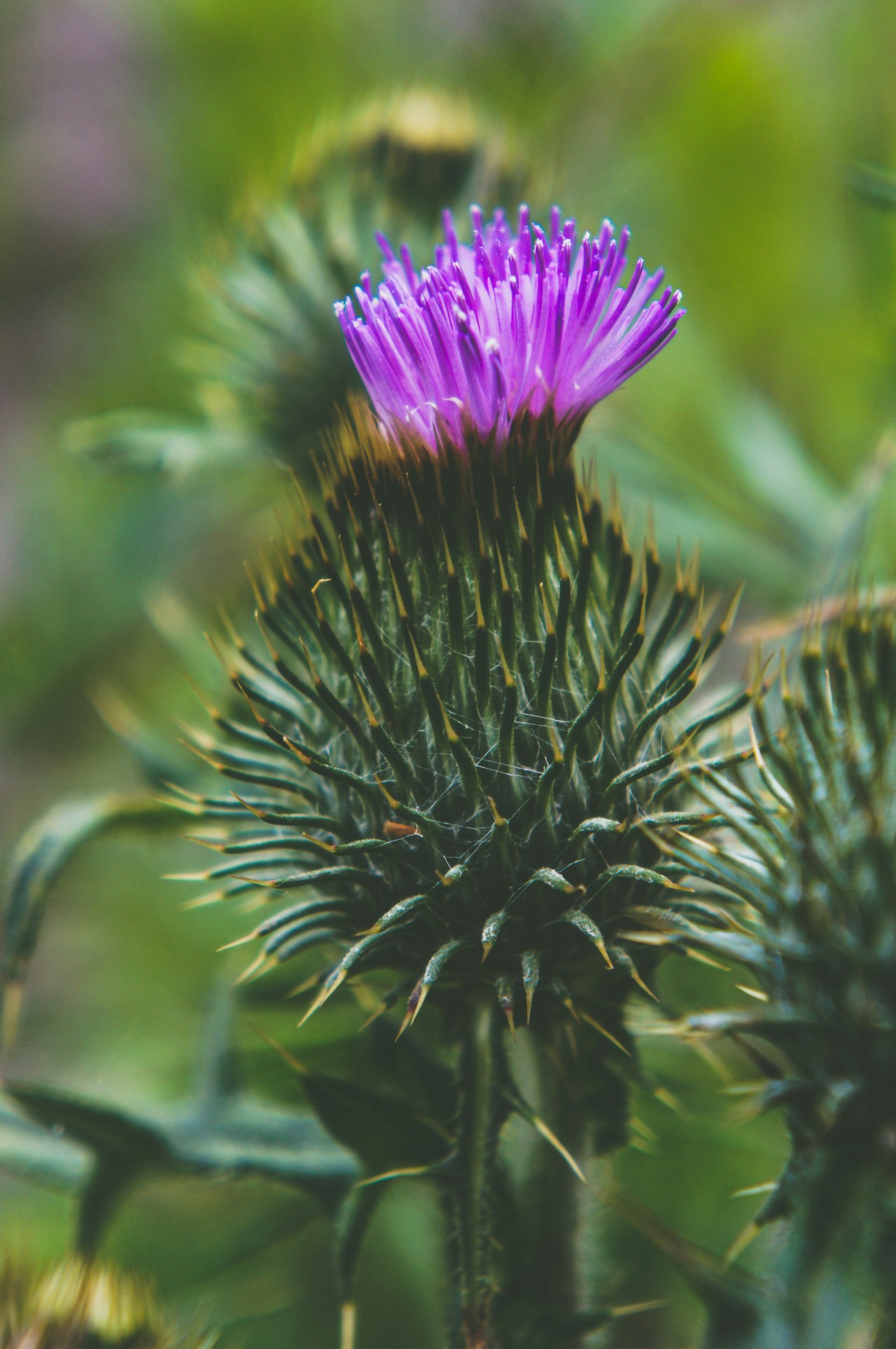 ミルクシスルのミルクシスル（Silybum marianum）の紫色のアザミ様の花・成分と働きの研究