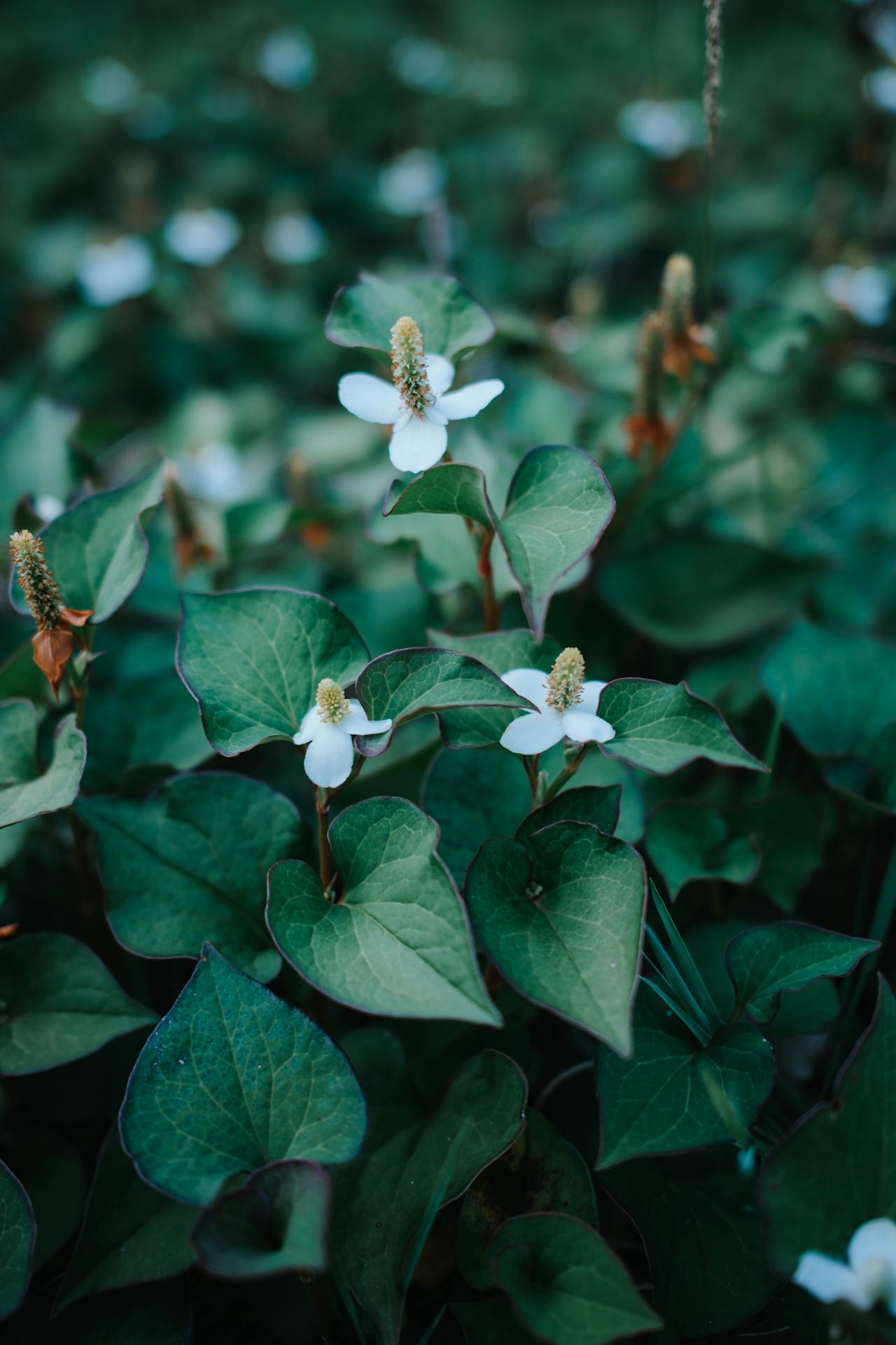 どくだみ pexels:33915748