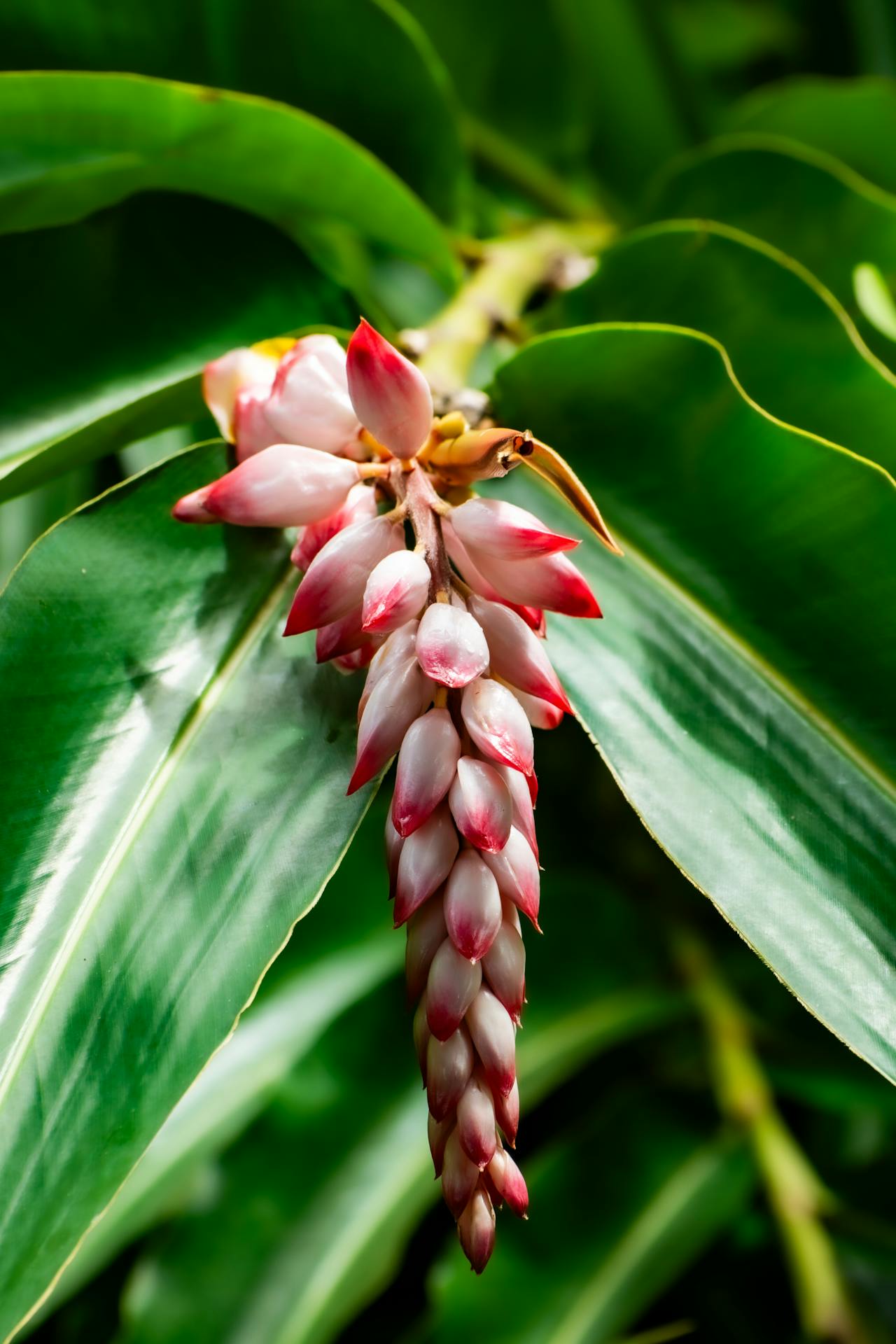 月桃の白い花穂と特徴的な縞模様の葉のクローズアップ