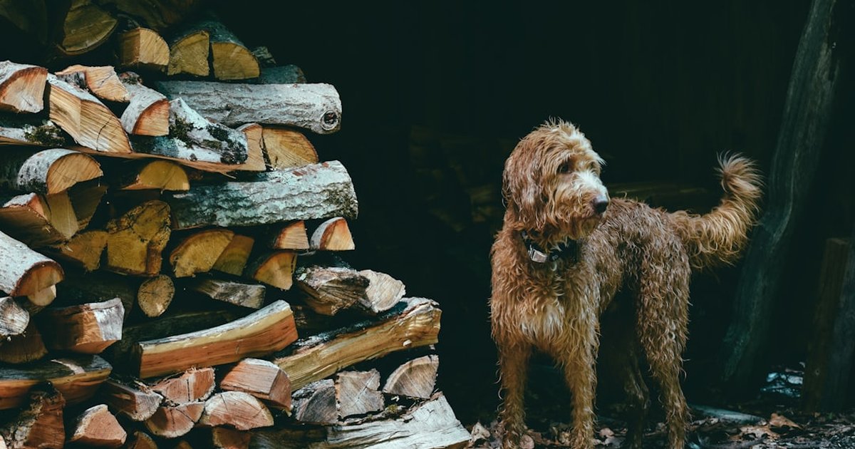 犬の春のむくみと消化サポートにハトムギ｜コイクスラクトンが新生活ストレスの腸内環境に働きかける理由