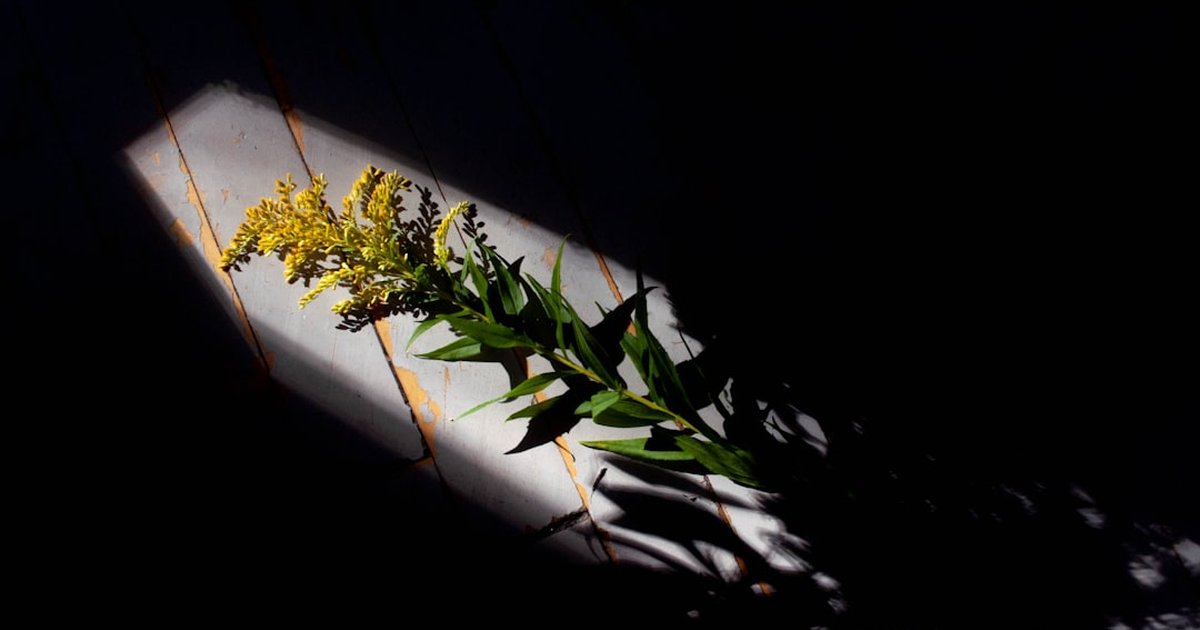 ゴールデンロッドとは？春の花粉シーズンに注目される黄色い花ハーブの成分・産地・使い方の全体像