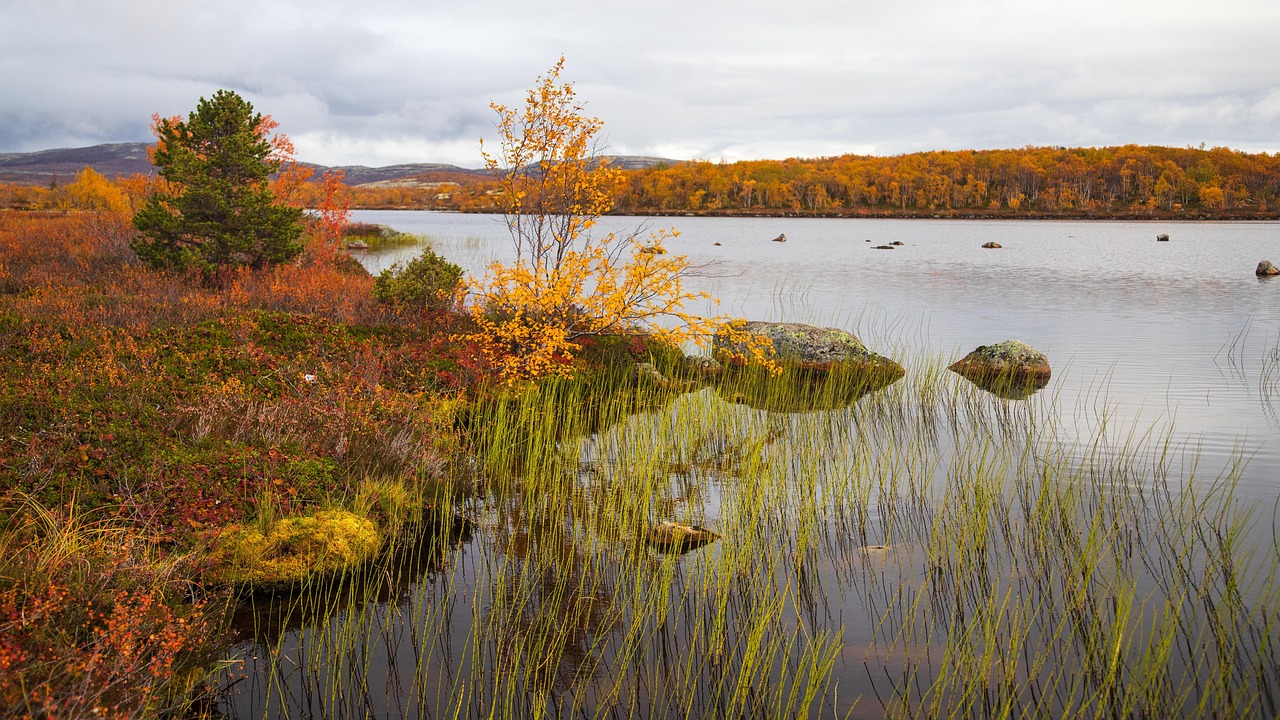 ゴツコーラのアジアティコサイドが春の血行をサポートする仕組み｜気温差の季節の循環リセット研究