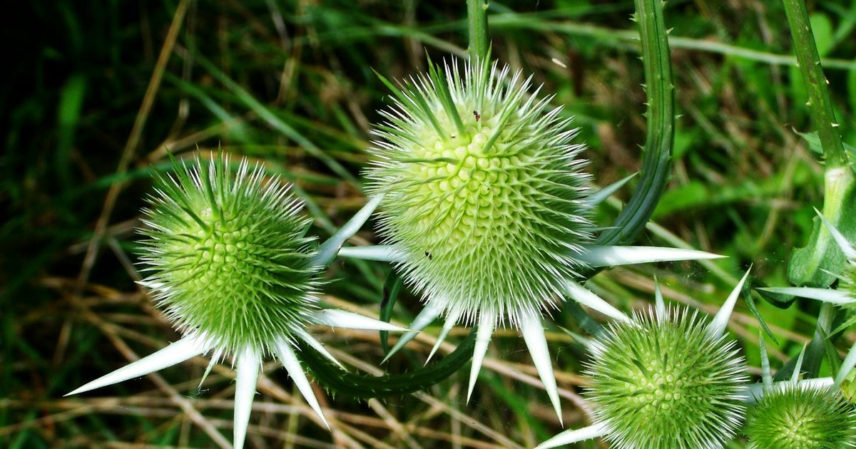 春の紫外線で肌が敏感になったあなたへ。ボラージとミルクシスルで内側からバリア機能をサポートする習慣