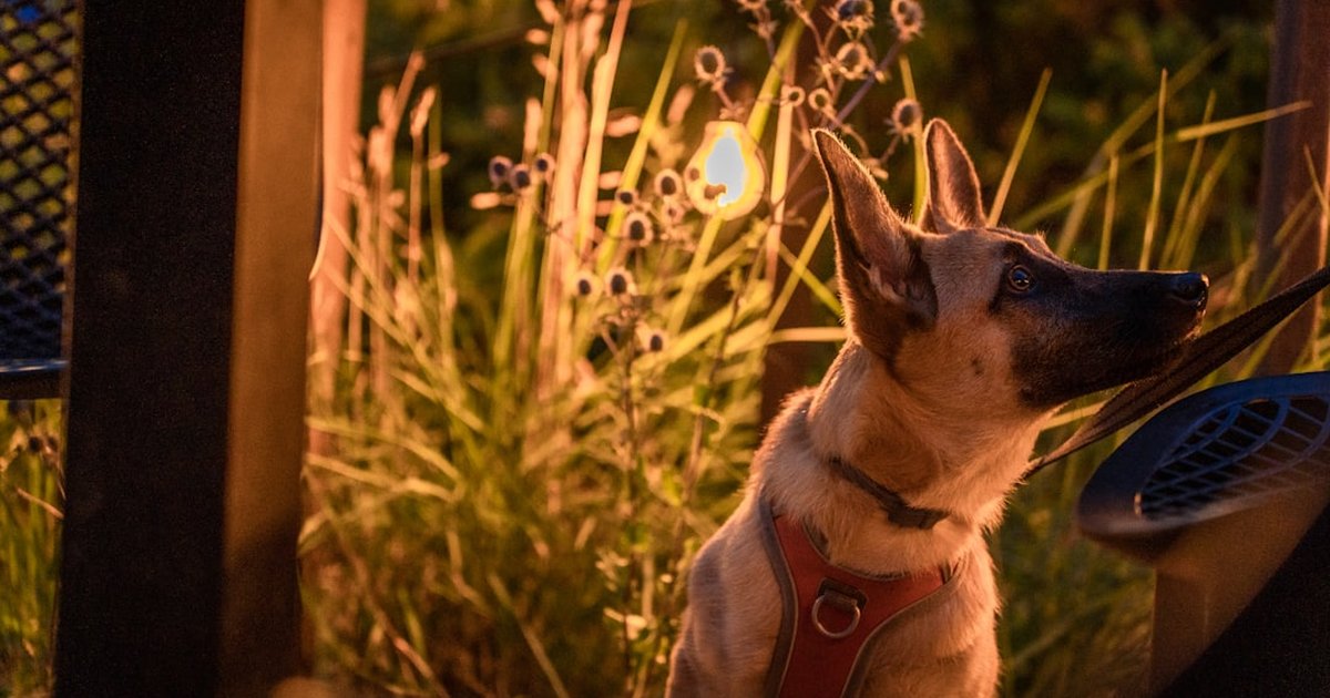 春の新生活で愛犬の腸内環境をリセット。メドウスイートとコリアンダーで消化サポートする食事ケア
