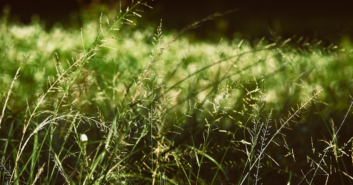 春のダイエットで体が重く感じるあなたへ。バーベインとスギナで新生活前の体をリセットする飲み方