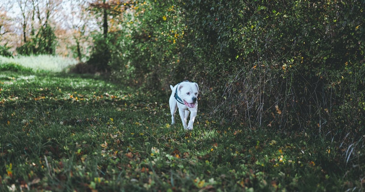 愛犬の春の肌荒れ・毛並みケアにバイオレット｜フラボノイドが皮膚バリア機能をサポートする研究と活用法