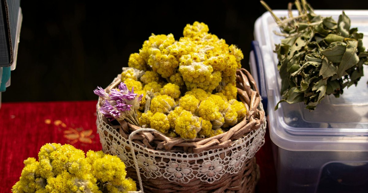 ロディオラ・ロゼアの適応作用とは｜春の新生活ストレスで注目されるハーブの成分・産地・使い方ガイド