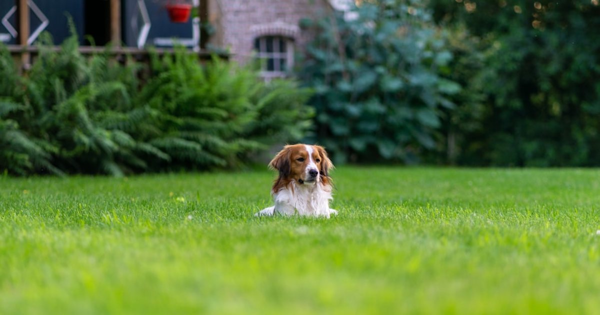 愛犬の春の免疫リセットにエキナセア｜花粉シーズンの体を整える研究と活用法