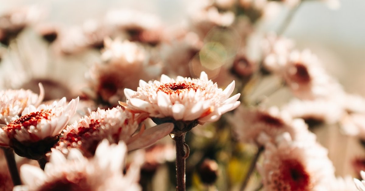 菊花（きくか）とは？中国の伝統ハーブの成分・産地・飲み方ガイド