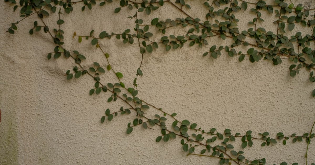 マザーワートの名前の由来と意外な歴史