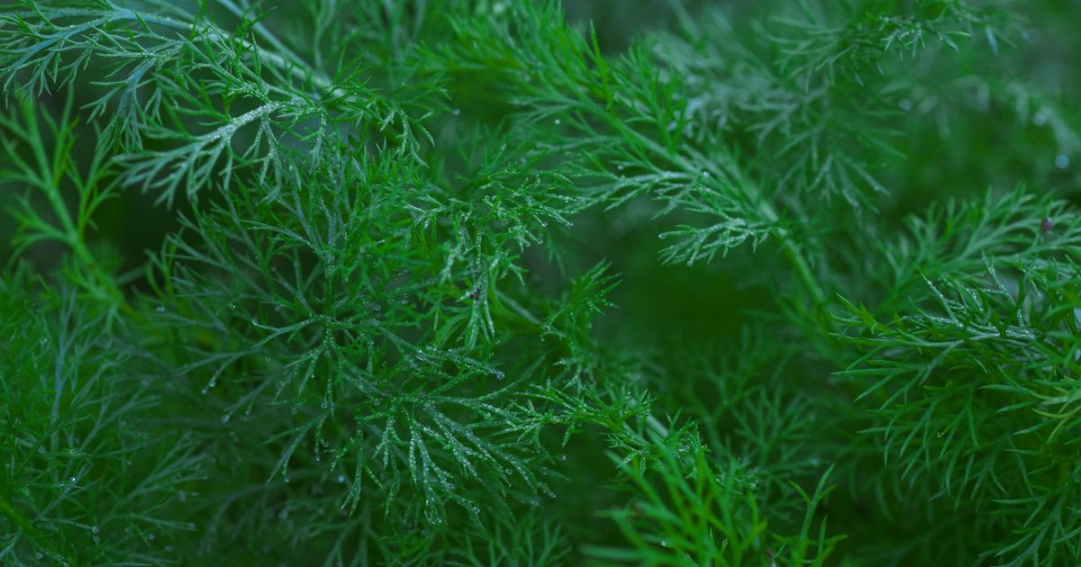 ディルが古代から珍重されてきた理由