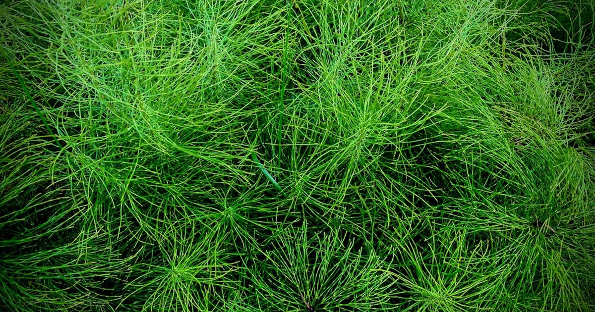 スギナとは？ケイ素を含む春のデトックスハーブの成分・産地・使い方の全体像