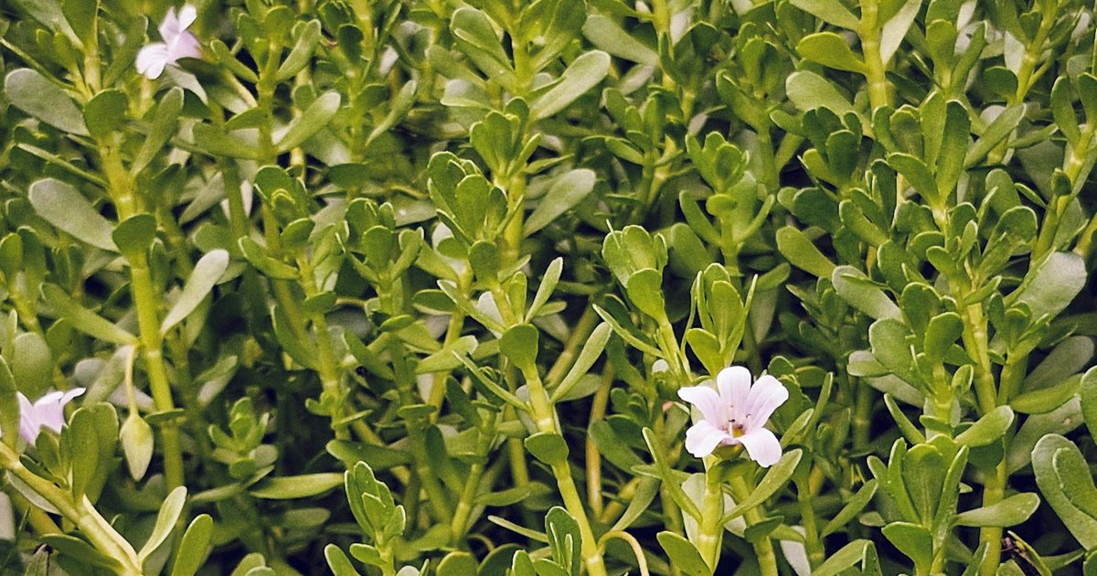 バコパ（ブラフミー）とは？インドの伝統ハーブが春の集中力低下に選ばれる理由｜成分・歴史・飲み方ガイド