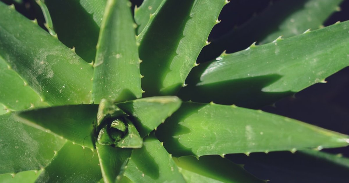 アロエベラの歴史と成分｜スキンケア素材としての側面を超えた、ハーブとしての使い方ガイド