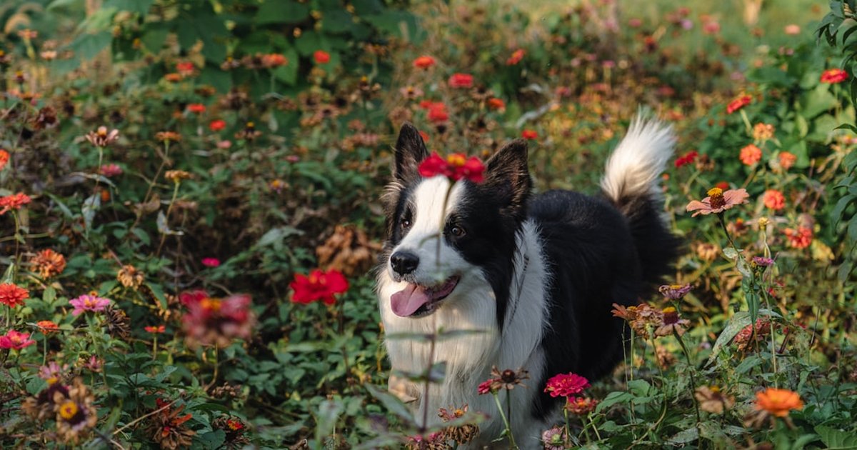 愛犬の春の腸活をサポート。甘草のグリチルリチンが消化器官の免疫機能をサポートする仕組み｜腸内環境リセットの科学