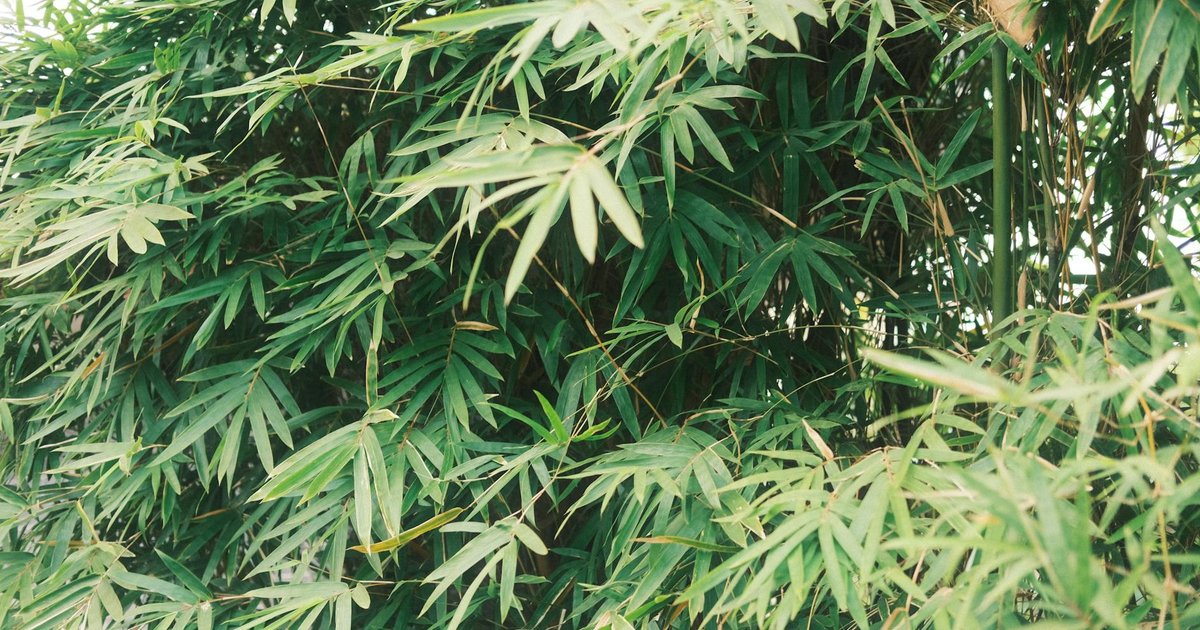 クマザサが古代から珍重されてきた理由