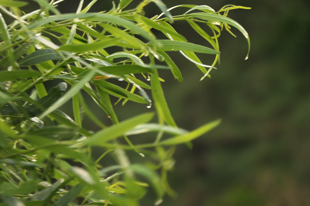 タラゴン unsplash:1700829746992-9281723cf44b