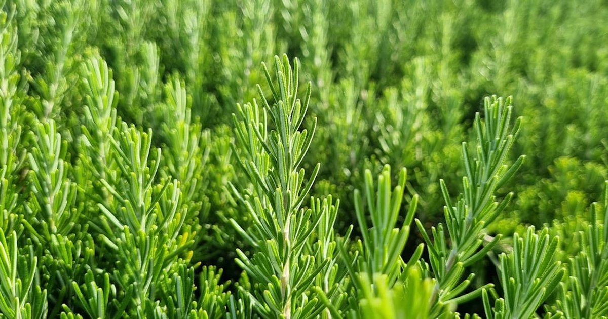 ローズマリー精油の1,8-シネオールが春の集中力低下に働く理由｜気温差での脳機能リセット研究