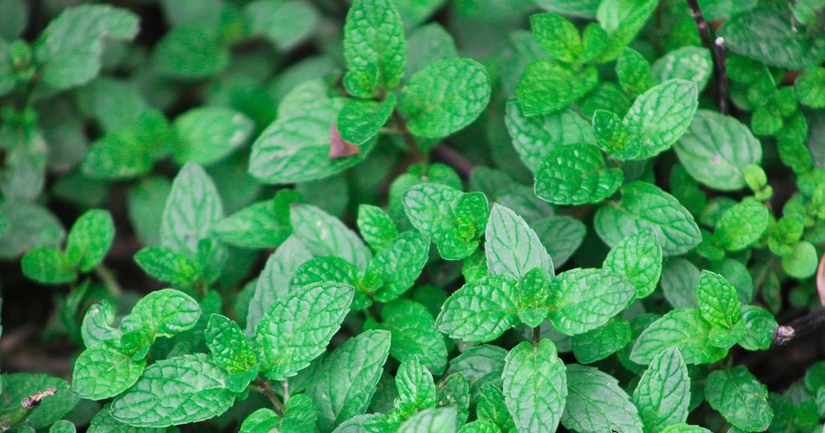 ペパーミント精油の1,8-シネオールが春の頭重感に働く理由｜気温差での脳血流改善研究