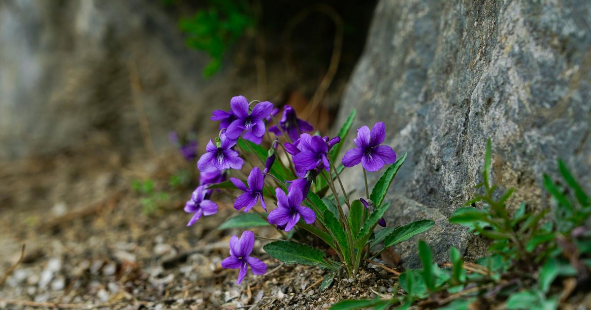 バイオレットが『ナポレオンの愛した花』と呼ばれた理由｜19世紀ヨーロッパの政治と花言葉の秘密