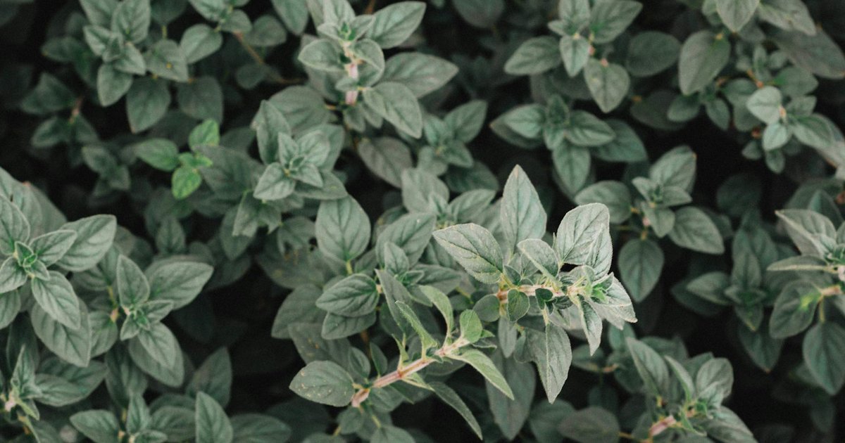 20代女性の春の花粉症による食欲不振に。高麗人参とオレガノで新生活のエネルギーを取り戻す