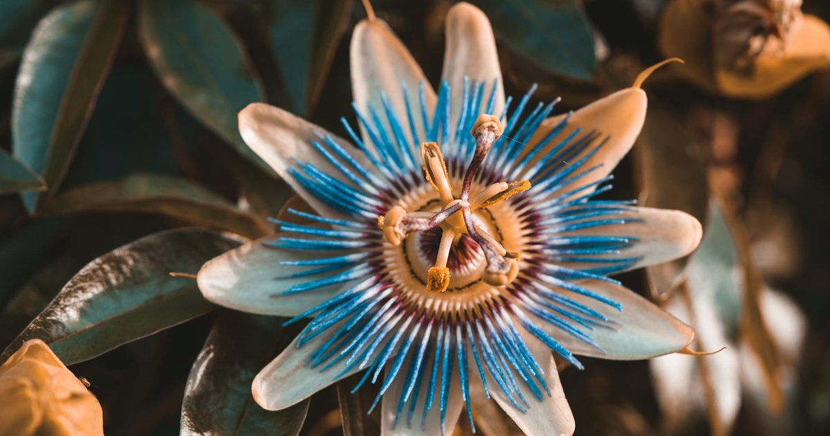 20代女性の春の自律神経の乱れに。パッションフラワーとモリンガで新生活のモヤモヤを整える