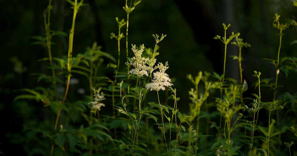 20代女性の春の集中力低下に。クマザサとメドウスイートで新生活のモヤモヤを晴らす