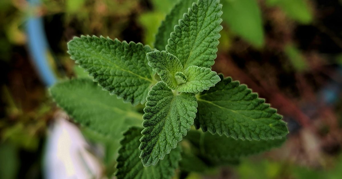 【2026年4月】ふたご座と相性のいいハーブティー：好奇心・コミュニケーション・変化の星座あなたへ