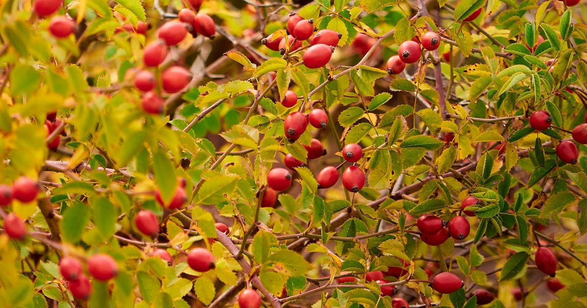 【2026年4月】ローズヒップ・ハイビスカス・カレンデュラ、美肌ハーブを比較