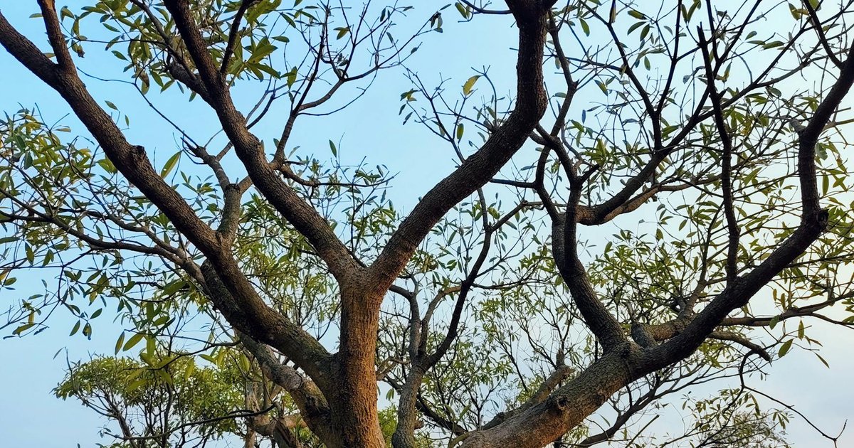 【2026年4月】冷え性に人気のハーブティー TOP5