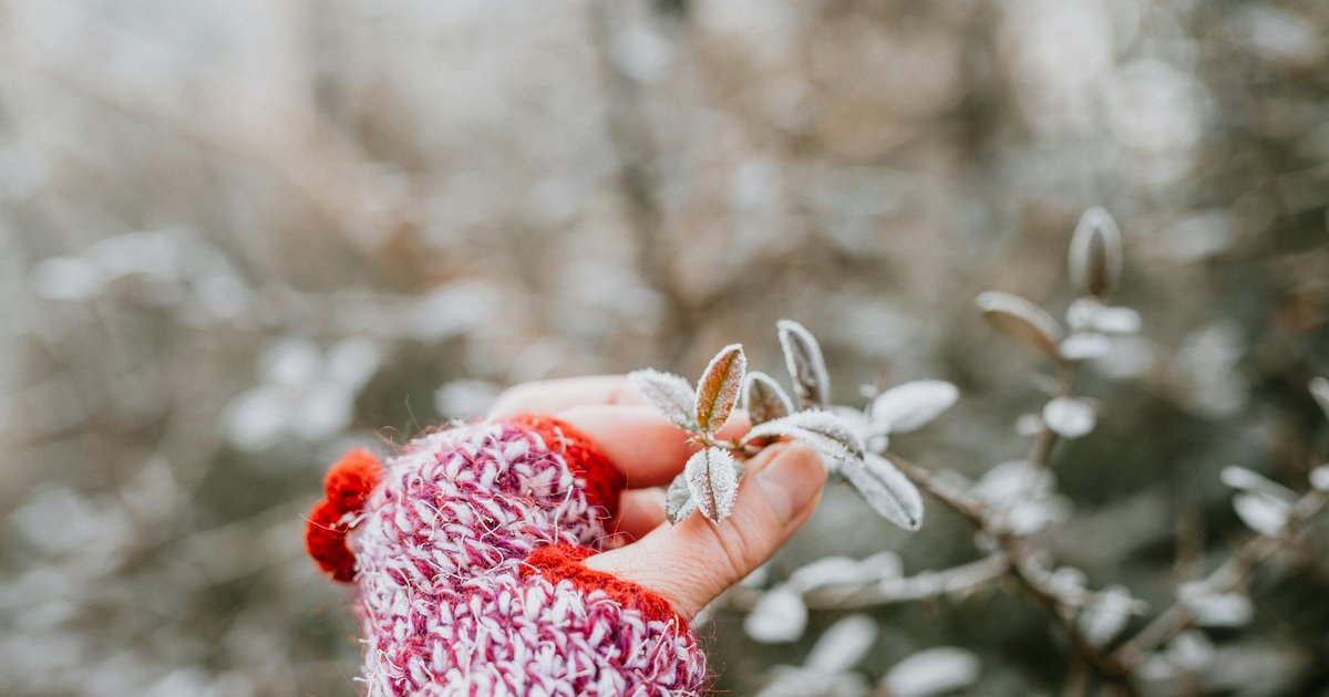 【2026年4月】冷え性に人気のハーブティー TOP5