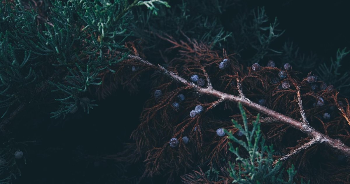 30代女性の春の冷えと汗に。ジュニパーベリーとセージで新生活の体温変動を整える