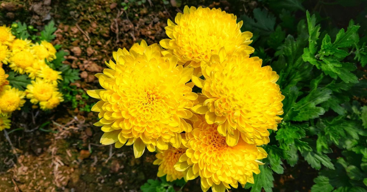 菊花が中国皇帝の長寿の秘密だった理由｜3000年の歴史と『延寿客』という別名の秘話