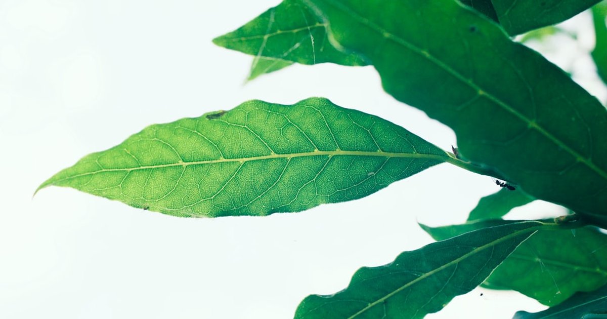 ビワの葉の成分と働き【4月】