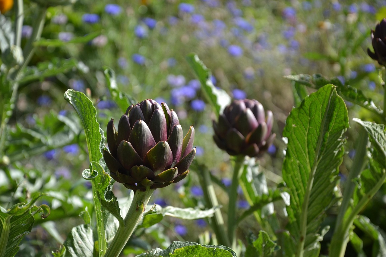 アーティチョークの成分と働き【4月】