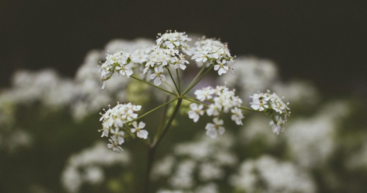 チャービルの成分と働き【4月】