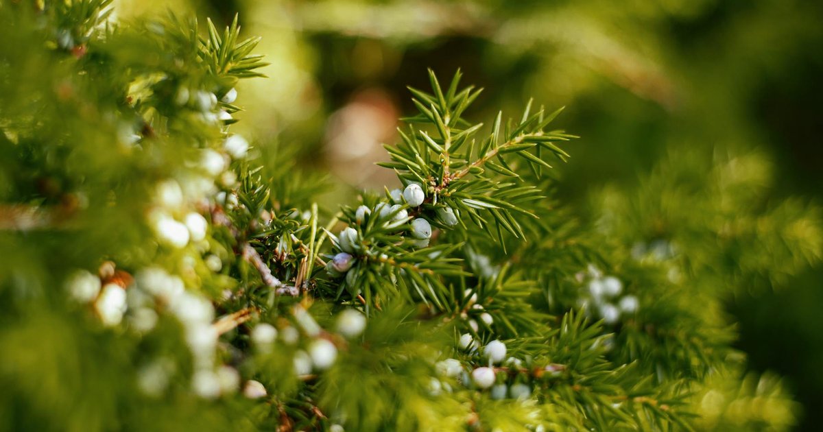 ジュニパーベリーの成分と働き【4月】