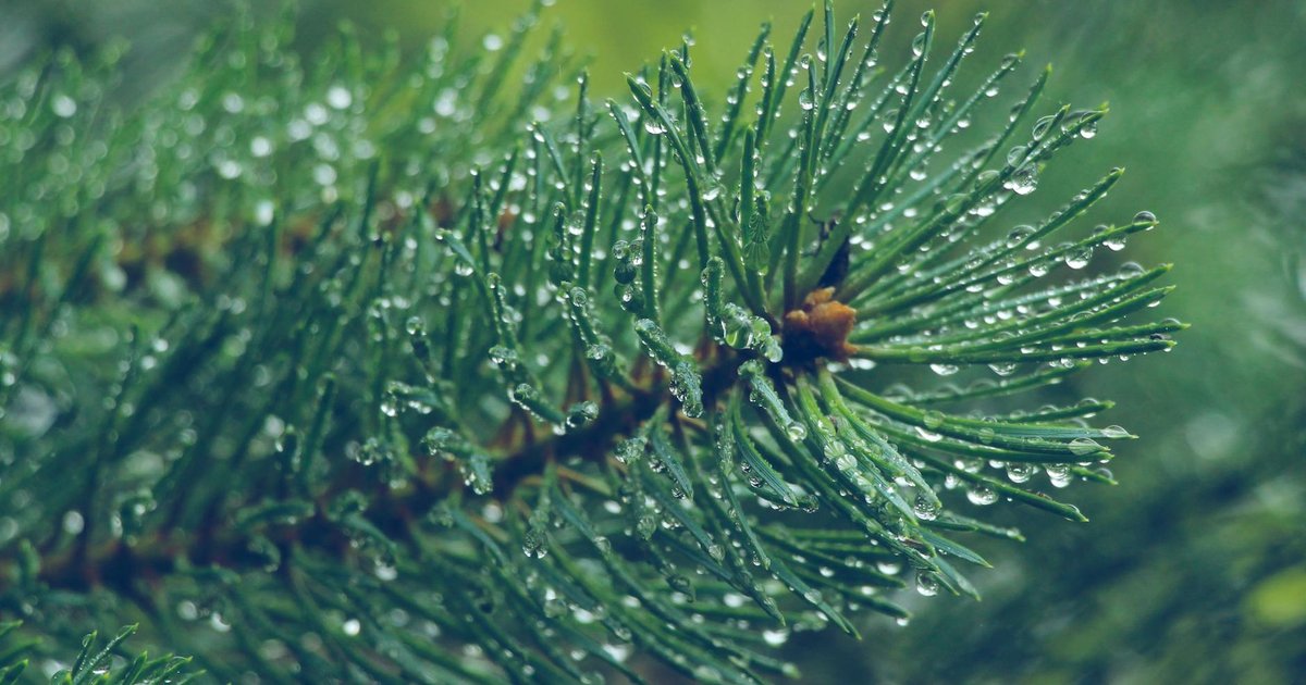 松の葉の成分と働き【4月】