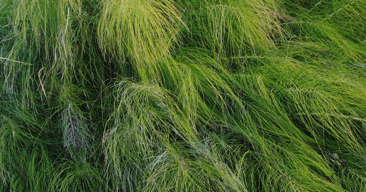 スギナの成分と働き【4月】