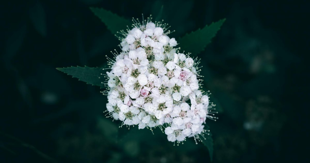 40代女性の春の美肌ゆらぎに。メドウスイートとバイオレットで花粉シーズンの肌を整える習慣