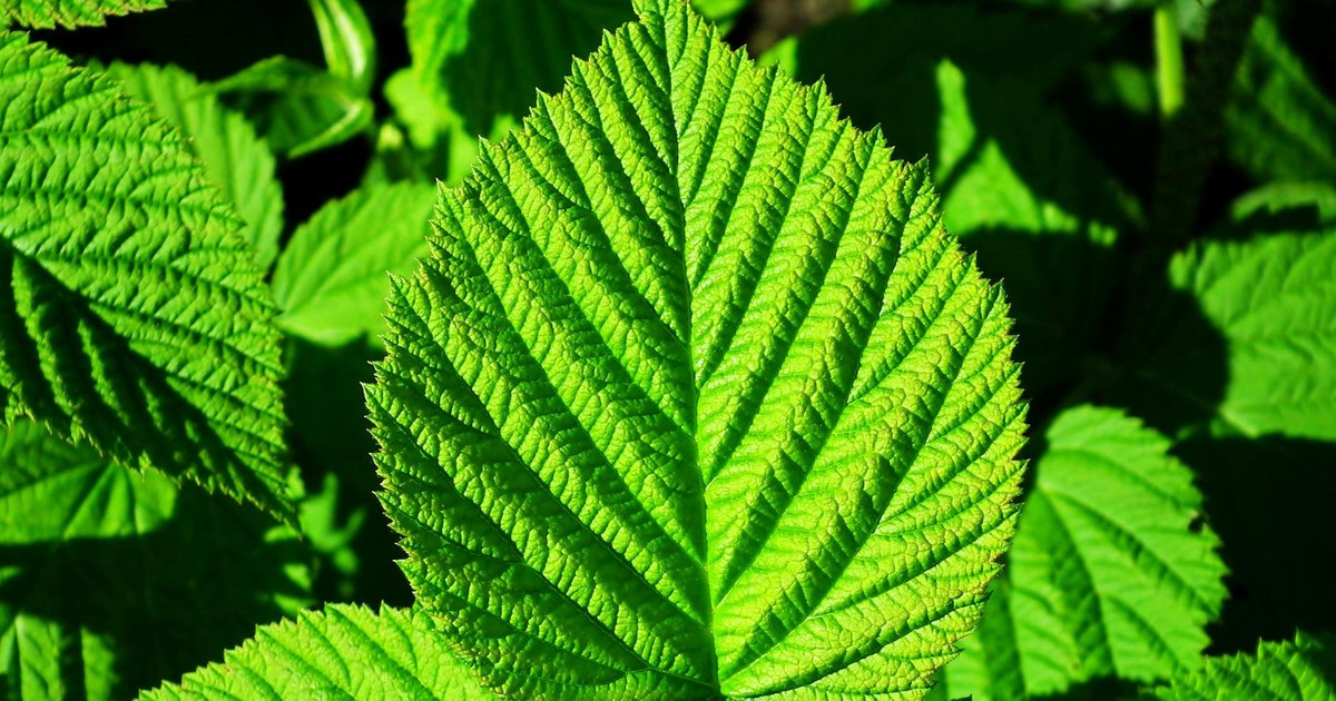 40代女性の春のホルモンバランスの揺らぎに。ラズベリーリーフとビワの葉で体を整える理由