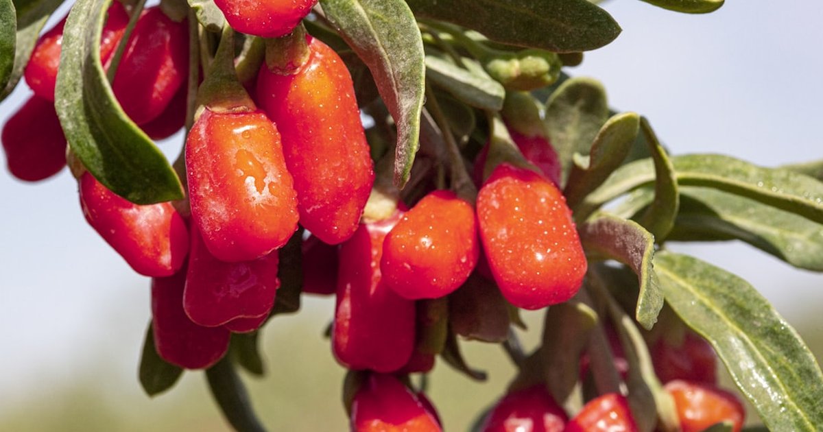 クコの実が『不老長寿の実』と呼ばれた理由｜4000年の中医学とシルクロード貿易の歴史