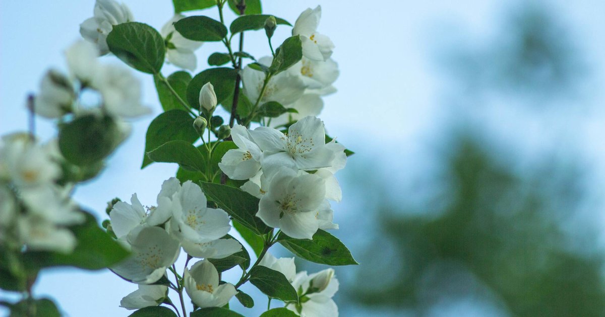 ジャスミンが『夜明けの香り』と呼ばれた理由｜アラビア、ペルシア、インドで愛された3000年の香りの物語