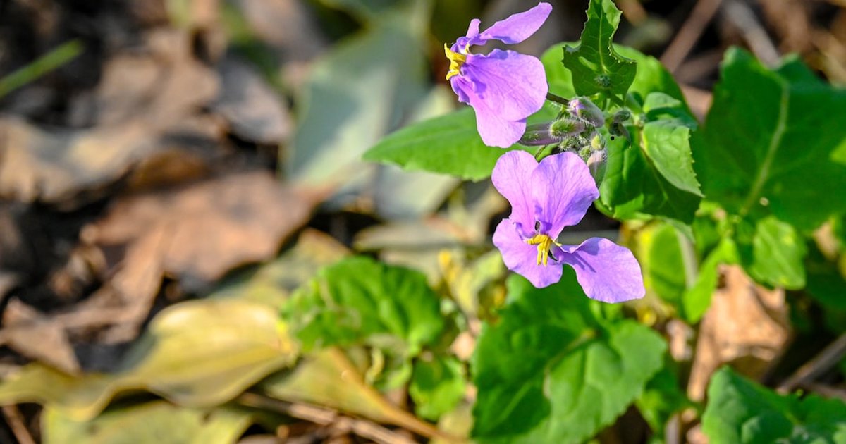 バイオレットが中世ヨーロッパの王妃に愛された理由｜青紫色の花から生まれた『愛と忠誠』の象徴の2000年史