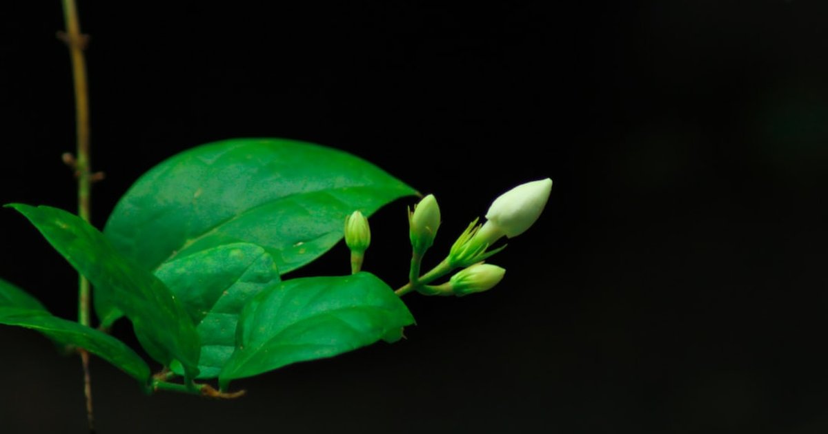 ジャスミン精油のベンジルアセテートが春の自律神経バランスに働く理由｜芳香成分の研究