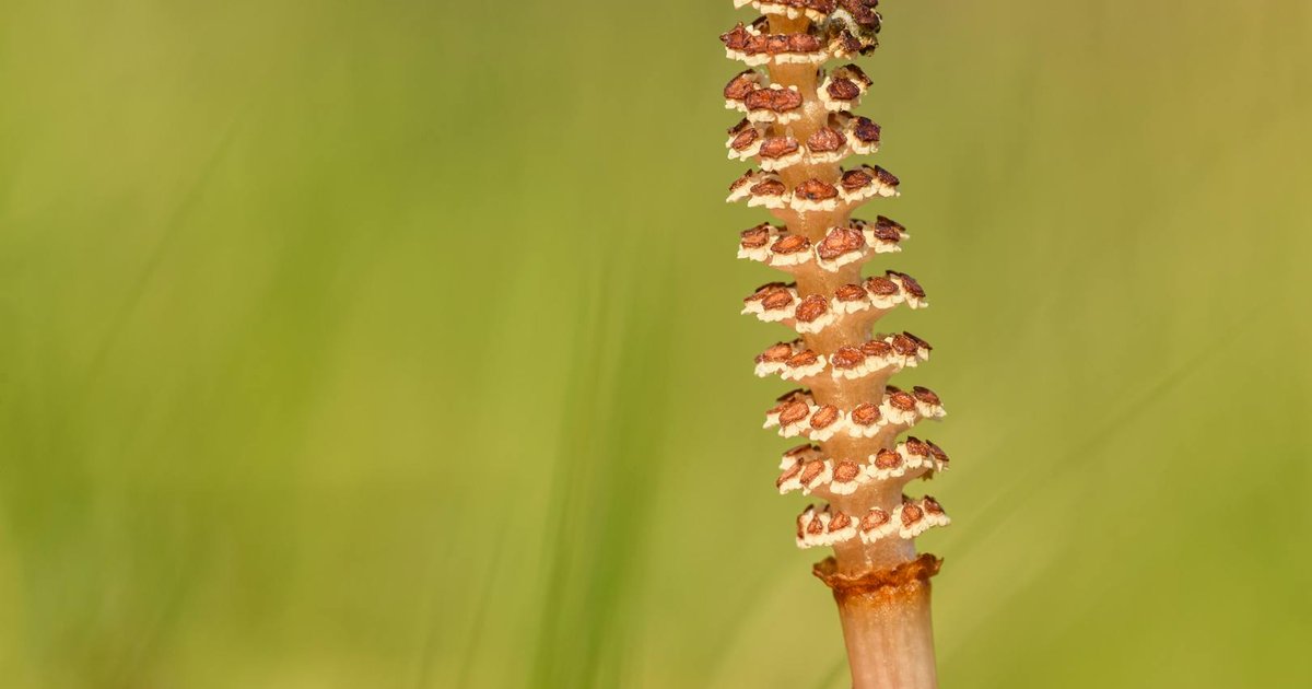 スギナとは？春の新芽に秘められた成分と歴史｜シルカと呼ばれる珪素の働き・産地・飲み方ガイド